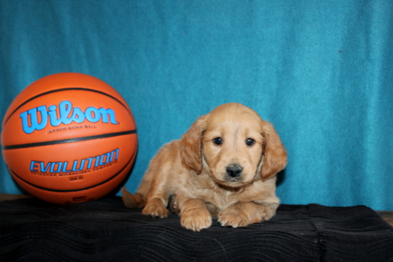 puppy, for, sale, Mini Goldendoodle , Matthew B. Stoltzfus, dog, breeder, Gap, PA, dog-breeder, puppy-for-sale, forsale, nearby, find, puppyfind, locator, puppylocator, aca